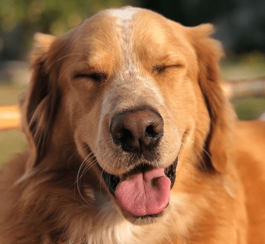 Available Dogs PAWS Animal Shelter