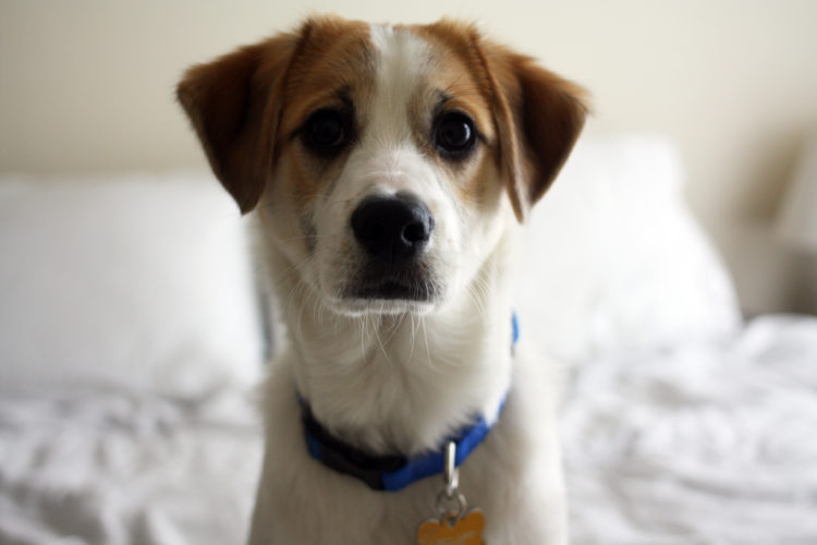 Contact PAWS Animal Shelter