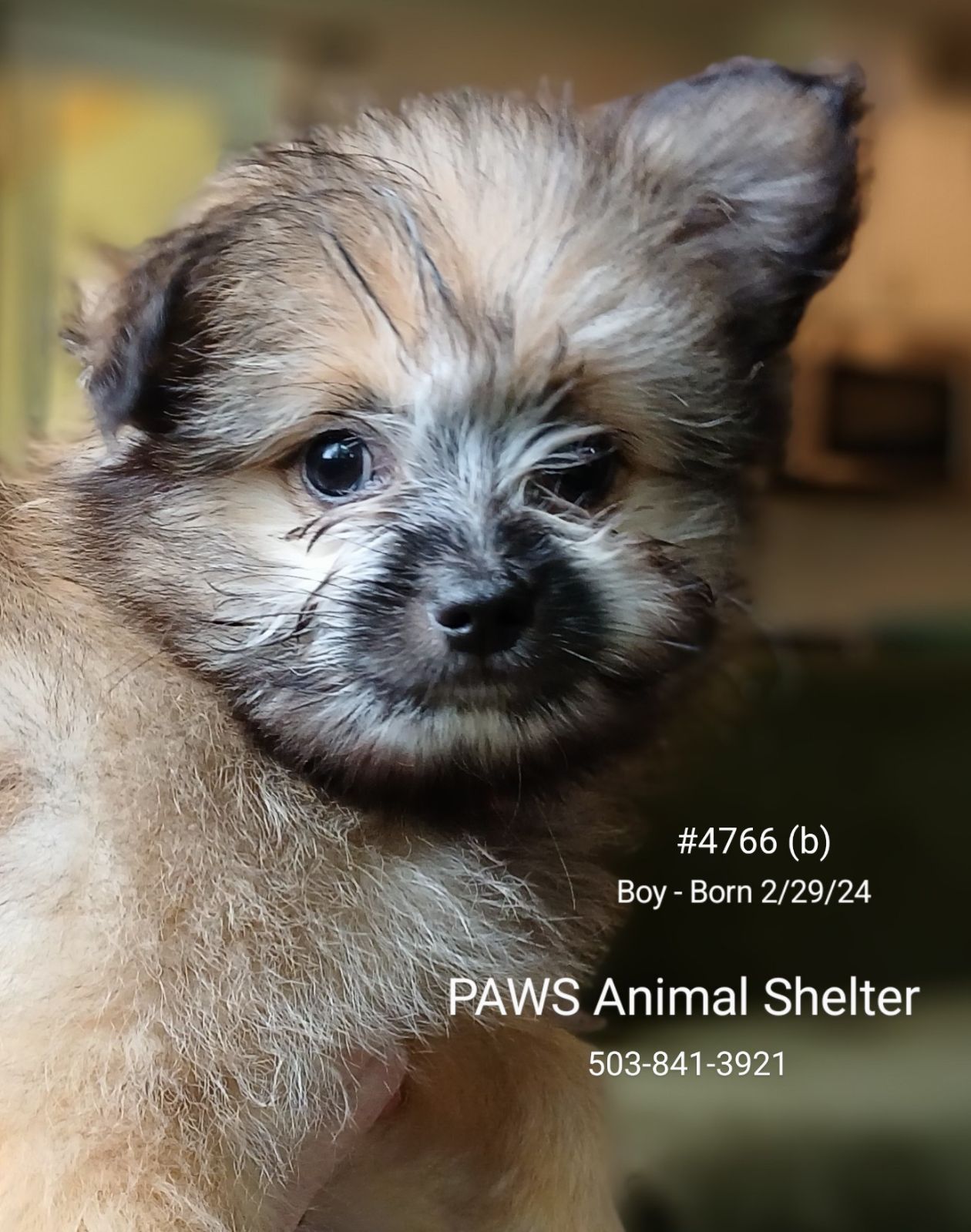 #4766 (b) – PAWS Animal Shelter